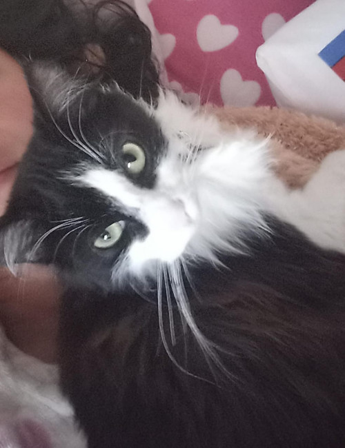 Lincy