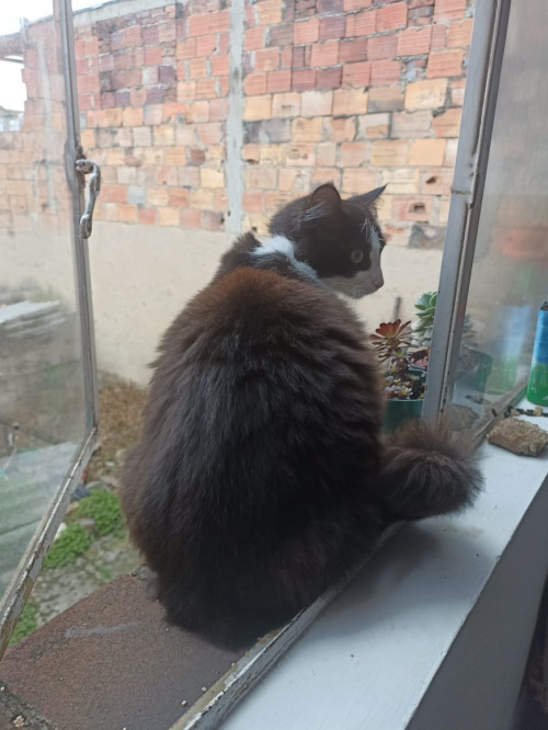 Lincy