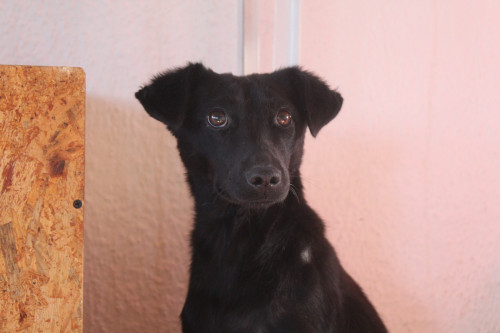 Negrita