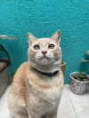 Foto de Cheto en San Pedro Cholula Puebla #9