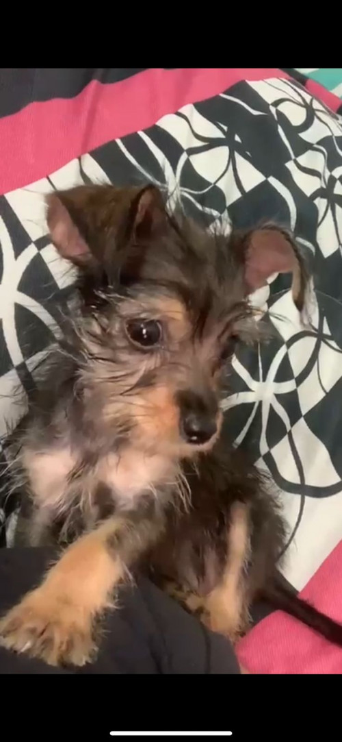Minnie