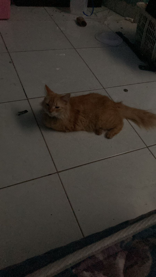 Cheta