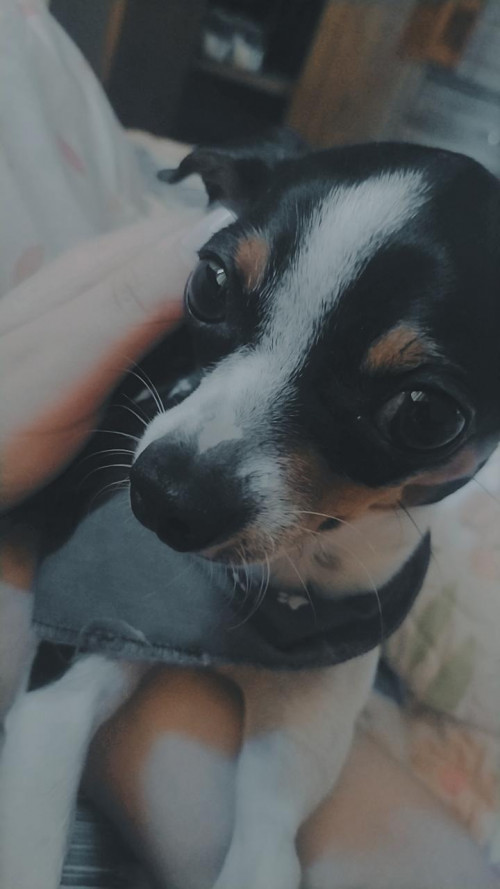 Zeus