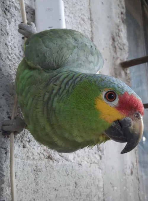 Tairo