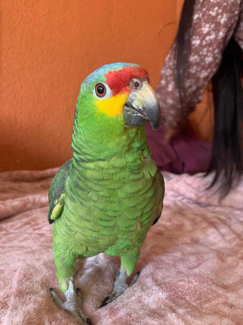 Tairo