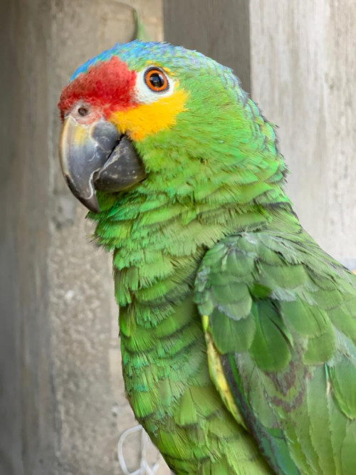 Tairo