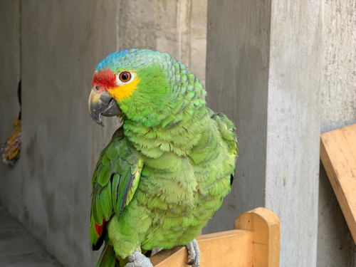 Tairo
