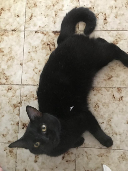 Tomasita