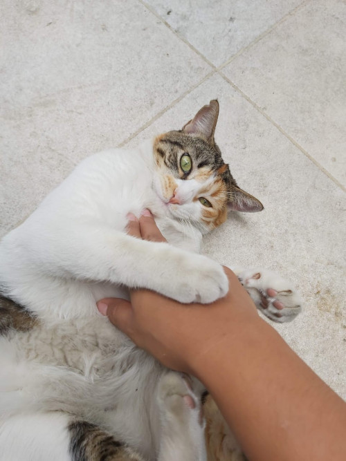 Sora