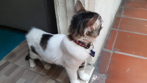 Romeo