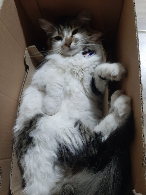 Romeo