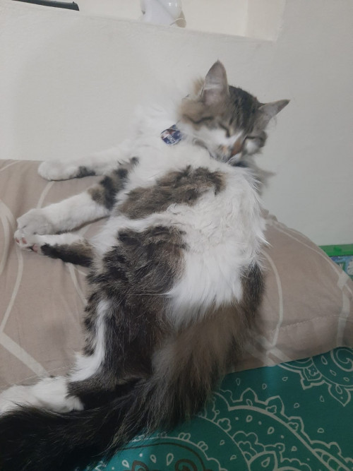 Romeo