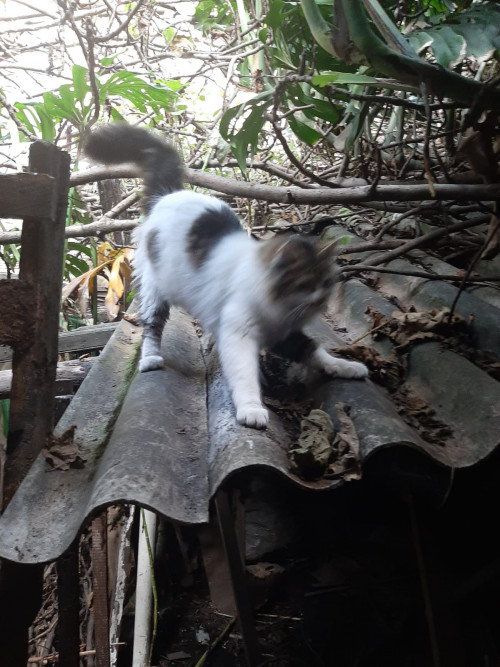 Romeo