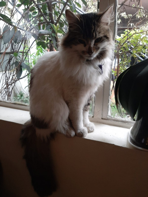 Romeo