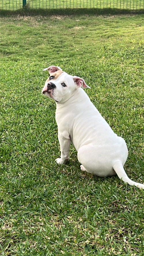 Rocky Gómez
