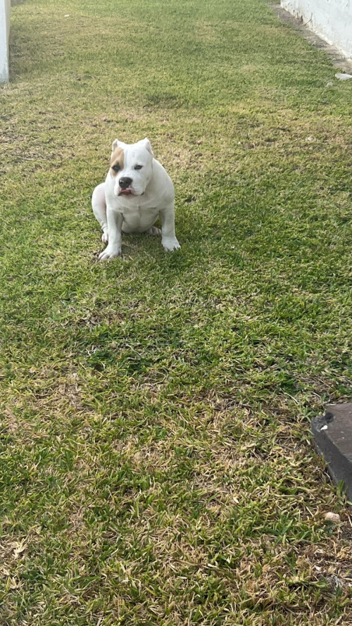 Rocky Gómez