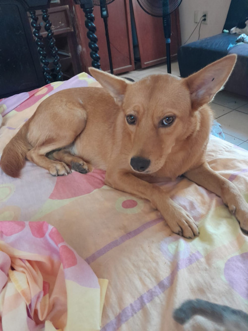 Peluchina
