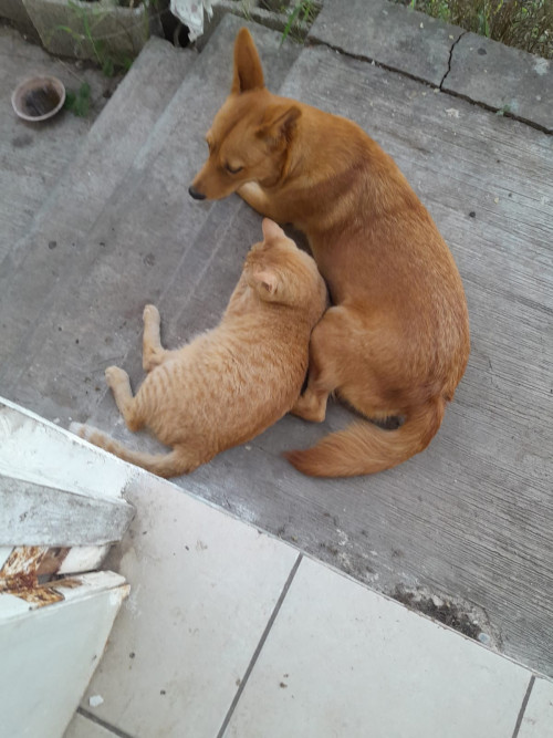 Peluchina