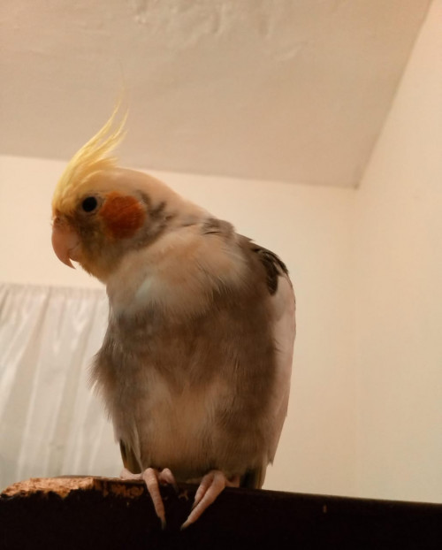 Theo