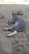 Foto de Lion en Los Cabos Baja California Sur #1