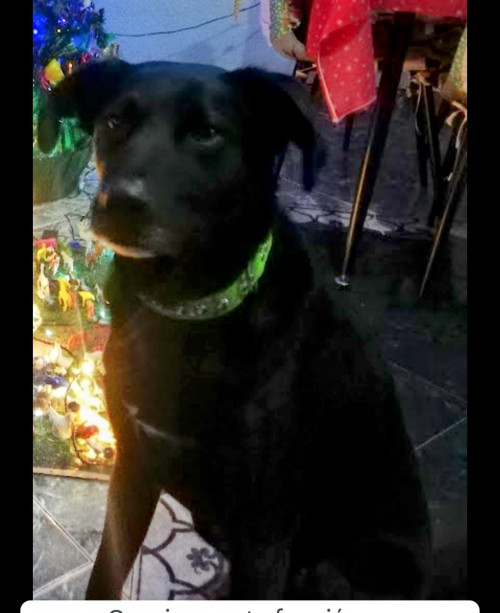 Negro