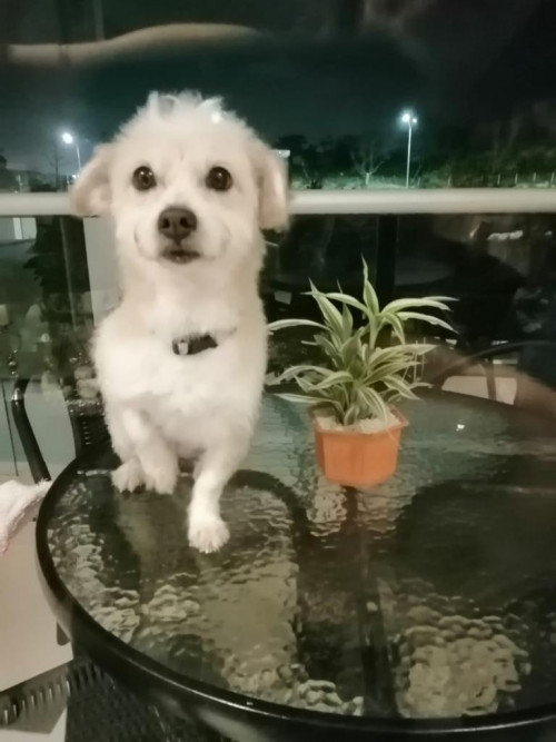 Chacha