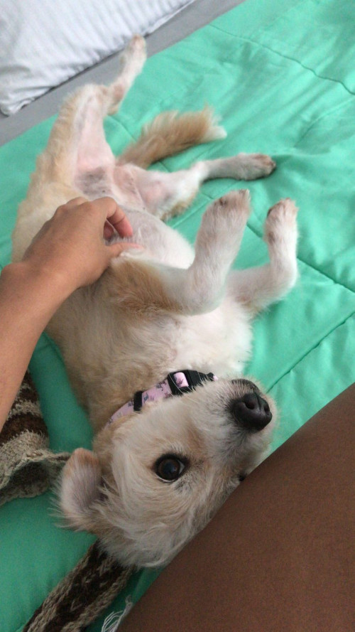 Chacha