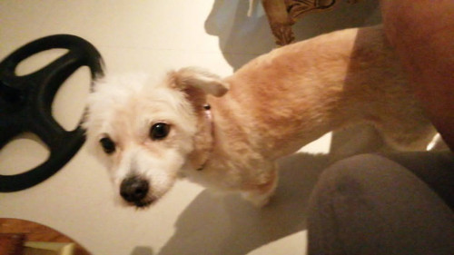 Chacha