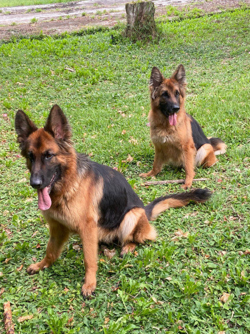 Tasha Y Trixie