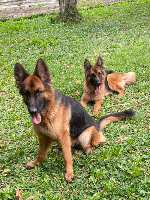 Tasha Y Trixie