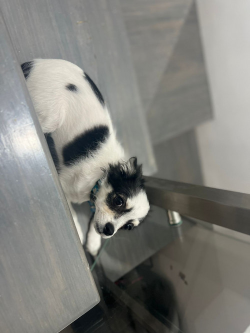 Mapache