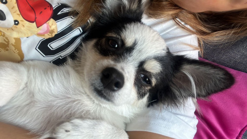 Mapache
