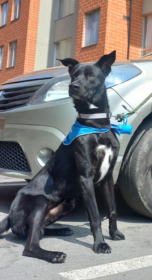 Rocko