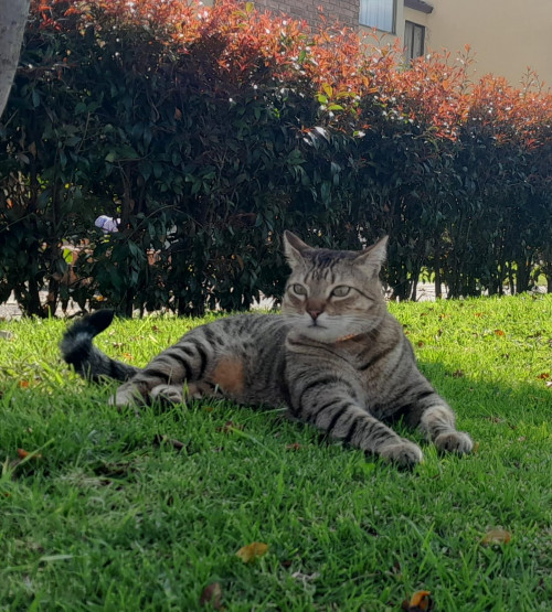 Benjamín