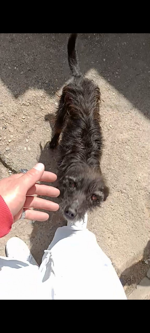 Negra