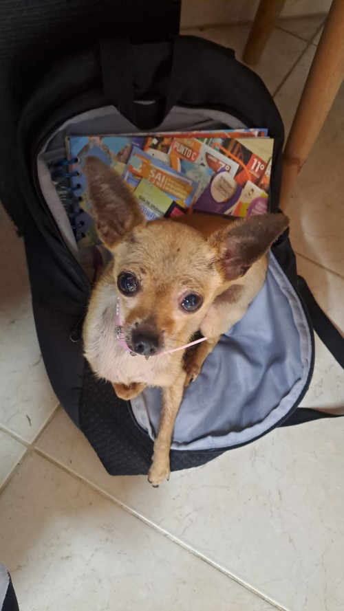 Lulú