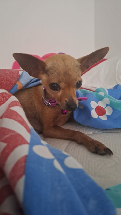 Lulú