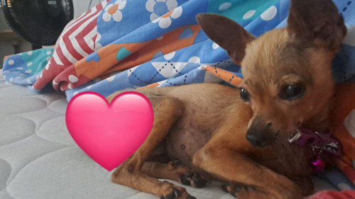 Lulú