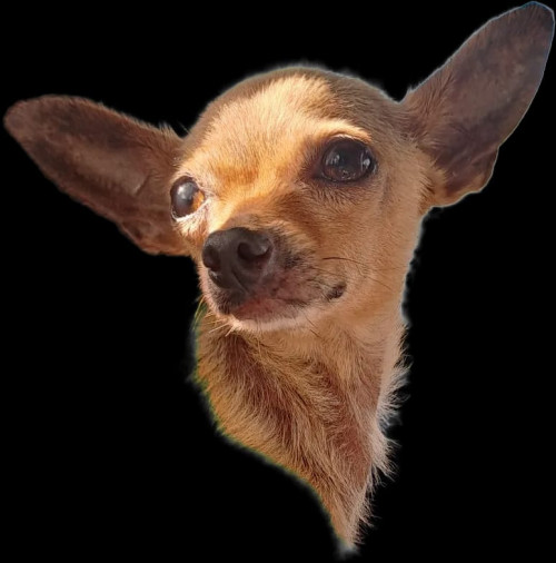 Lulú