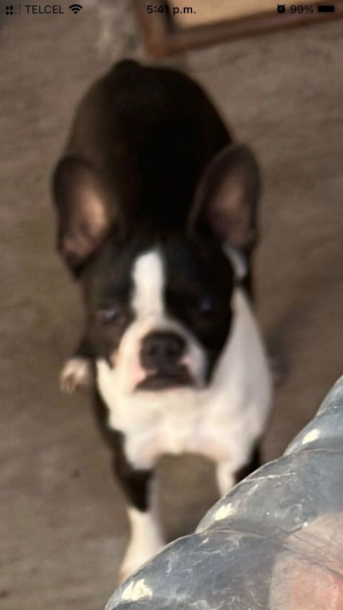 Perlita