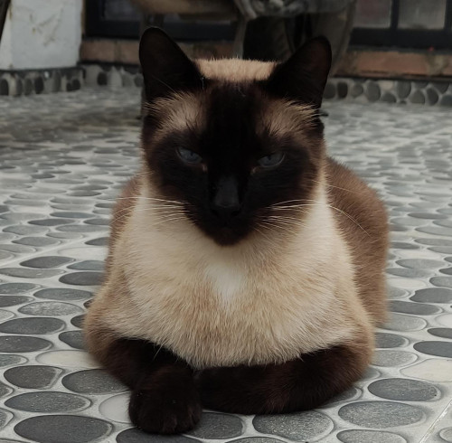 Thomas