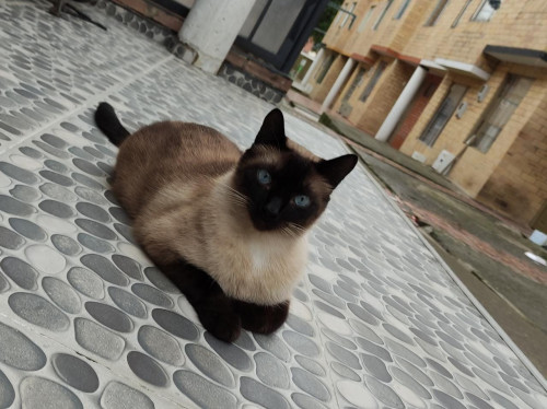 Thomas