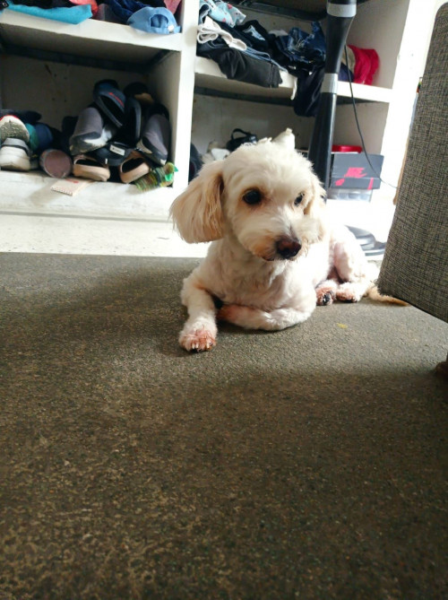 Milu