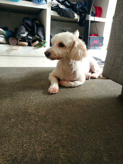 Milu
