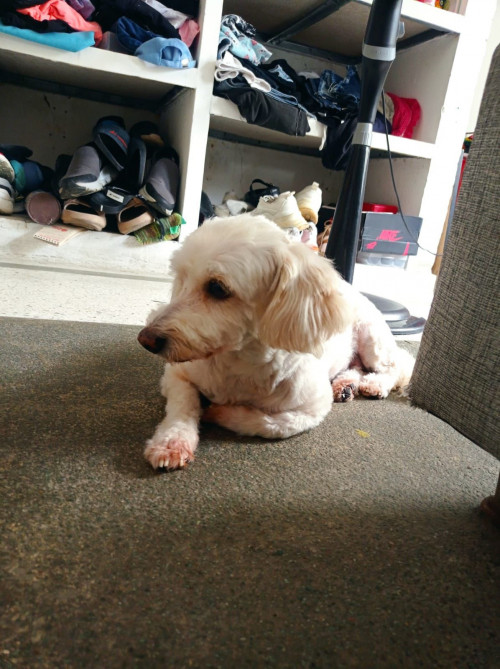 Milu