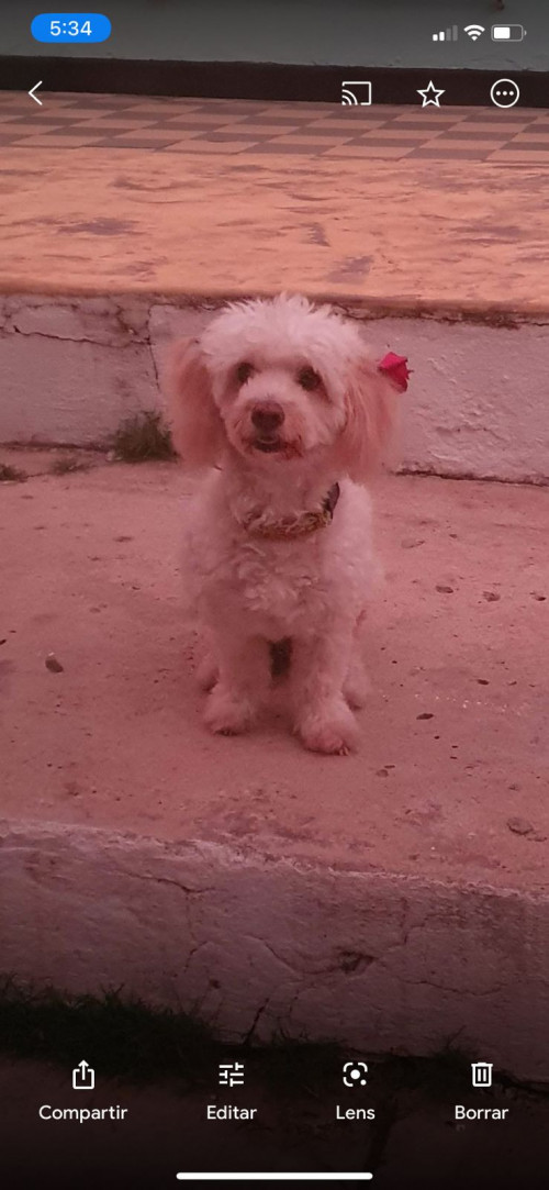 Milu