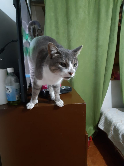 Paco