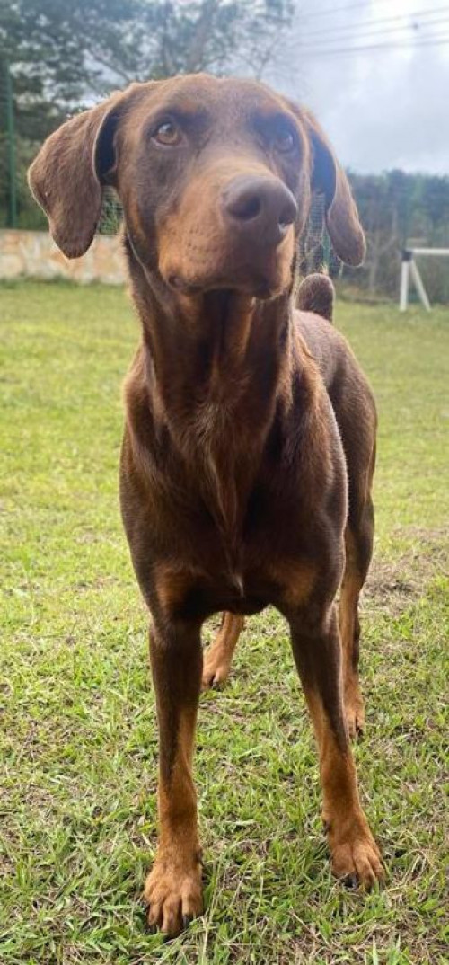 Rocco