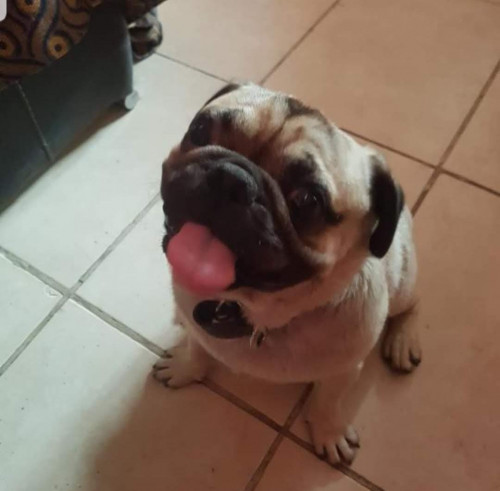Chato