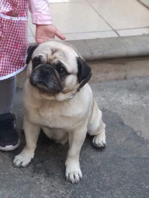 Chato
